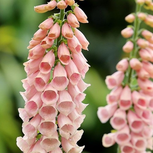 Apricot foxglove seeds - apricot,