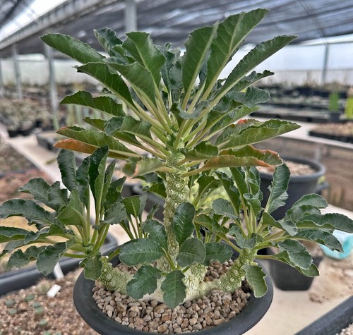 Dorstenia lavrani gypsophila - lavrani,