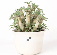 pot 20cm Dorstenia lavrani