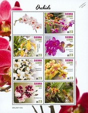 ORCHIDS / Orchid Wild