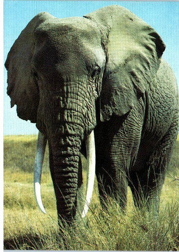 Vintage postcard elephant - vintage,