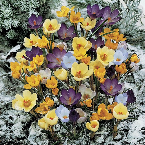Crocus species mixed - mixed,, of