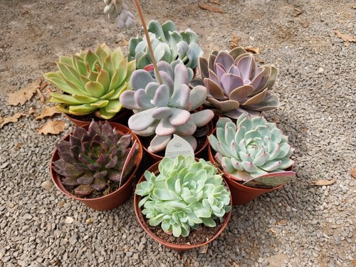 Echeveria collection in - of,