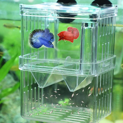 Fish tank incubator - 1x,