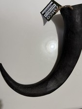 Anco Giant Buffalo Horn