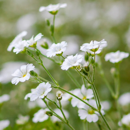 Gypsophila elegans covent - gypsophila,