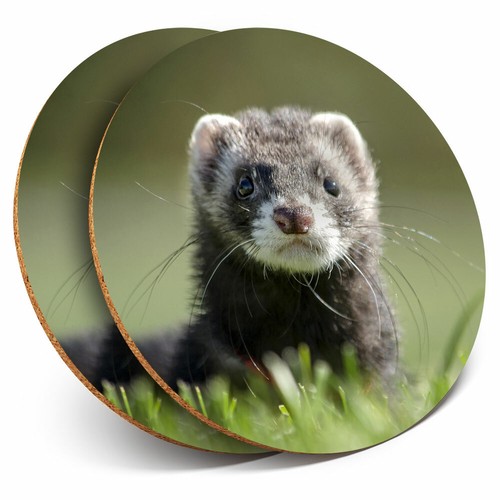 Coasters grey ferret - x,