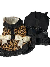 CHIHUAHUA YORKIE PUPPY