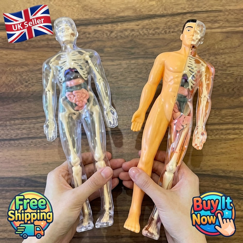 Teaching tool human torso - teaching,
