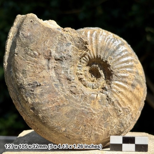 Eparietites denotatus fossil - denotatus,