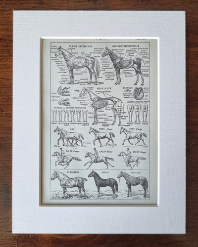 Antique french equestrian - french,