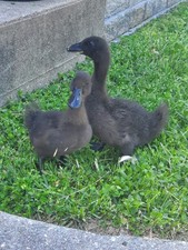 Cayuga duck hatching - 6,