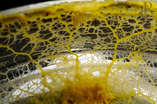 Physarum polycephalum yellow - physarum,