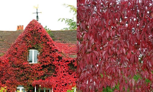 Virginia creeper climbing - virginia,