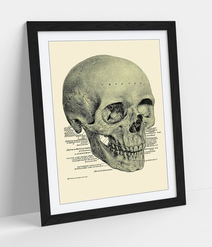 Human skull labelled - skull,