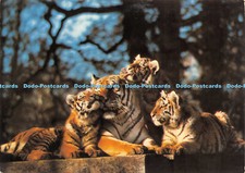 D016626 Siberian Tiger Family. Longleat. Warminster. Wiltshire. Jarrold