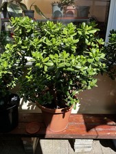 Giant crassula ovata money - xl,