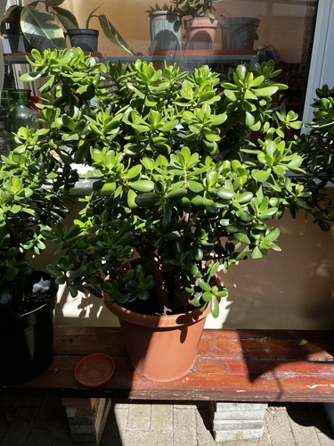 Giant crassula ovata money - xl,