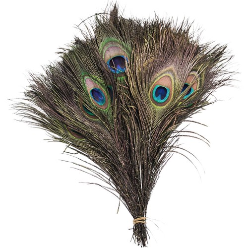 Natural peacock plumes - peacock,