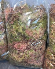 Fresh Welsh sphagnum moss 2 Kg