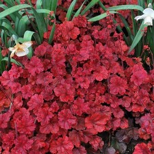 Heuchera x Hybrida 'Cherry