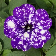 Petunia Semi-Trailing 'Night