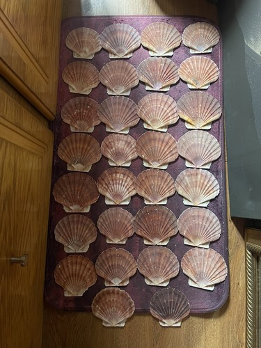 Flat scallop shells sea - 30,