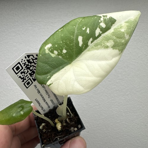 Alocasia maharani variegata - alocasia,