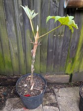 Tetrapanax Papyrifer Rex 10l