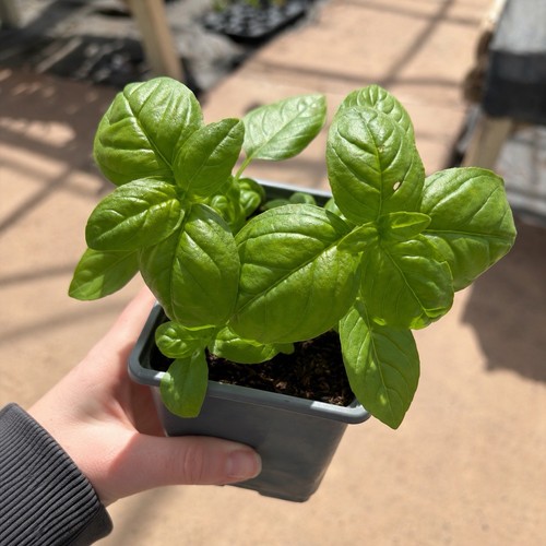 Sweet basil herb plant - sweet,
