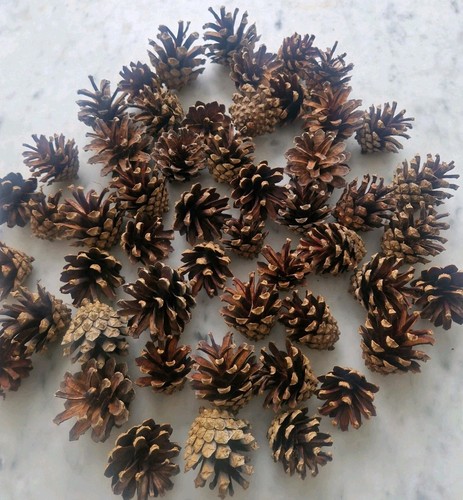 Pine cones scottish new - pine, 50