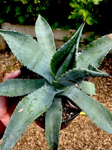 Agave americana century - agave, (century
