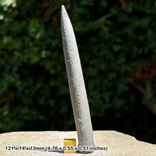 Belemnite – Belemnites explanatus Fossil, Kellaways Beds, Callovian, Jurassic: