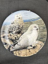 The Majesty Of Owls SNOWY OWLS
