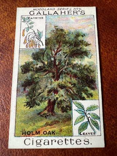 Gallaher woodland trees - -,