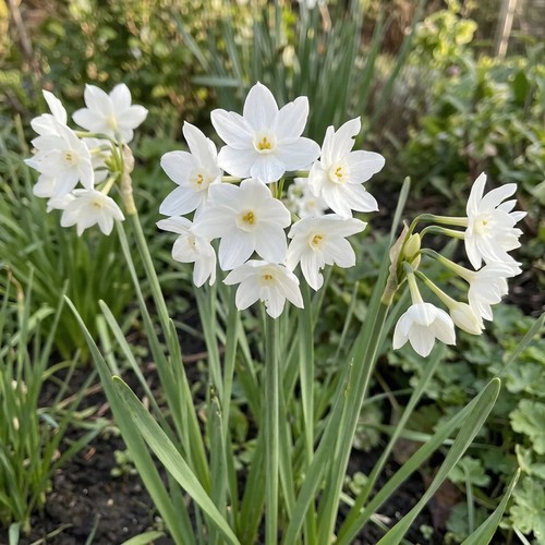 Paperwhite ziva narcissus - paperwhite,