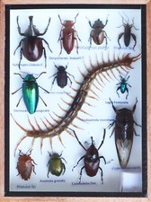 Real centipede and Mix Of