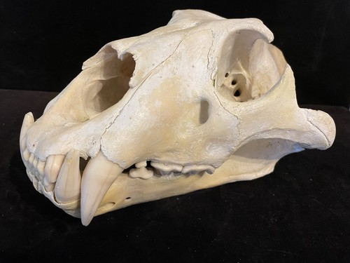 Genuine lion skull not - not, a