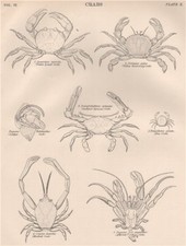 CRAB Violet Land Velvet