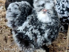 Silkie Hatching Eggs Mottled