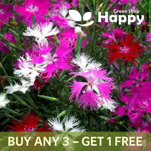 Superb pink mix 200 - mix, seeds