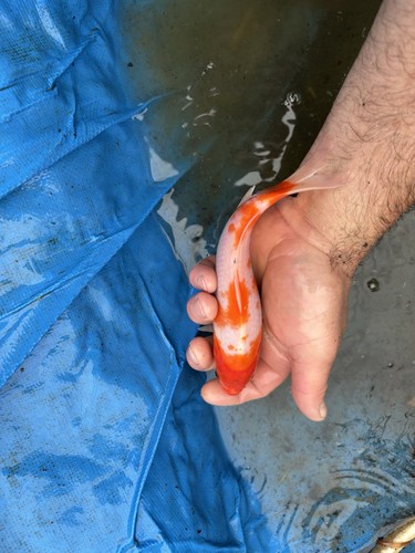 Live orange white - orange,