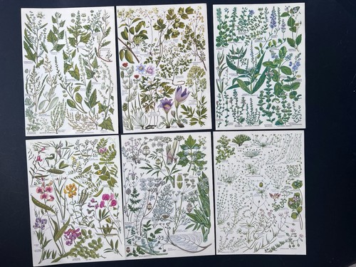 Vintage 1960s botanical - vintage,