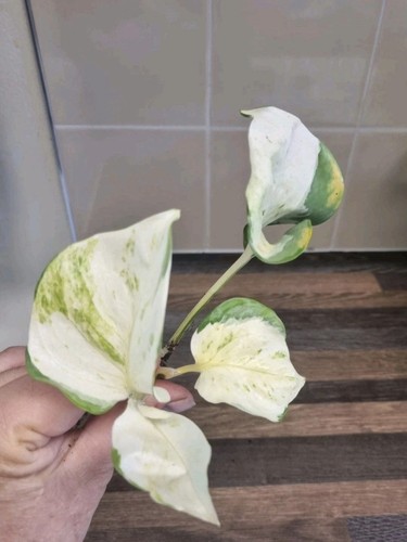 Epipremnum manjula pothos - pothos, |