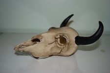 Vivarium Decoration Goat Skull