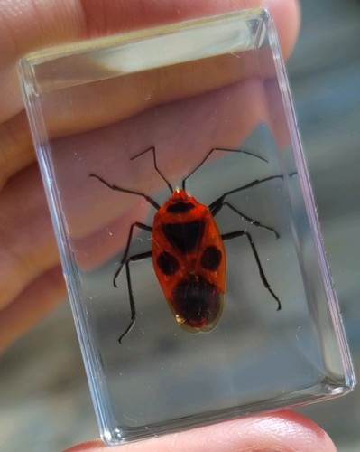 Real shield bug - shield,