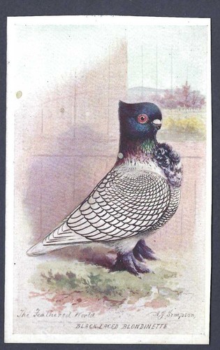 Black laced blondinette - black-laced, pigeon