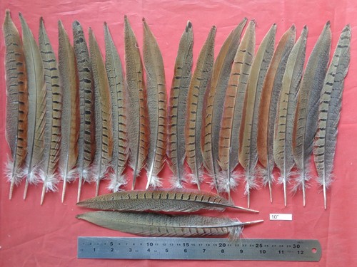 Cock pheasant tail feathers - cock,