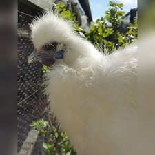 6 PURE WHITE SILKIE FERTILE