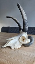  Amazing rare jacob 4 horned sheep skull taxidermy art craft tattoo Curio ram 